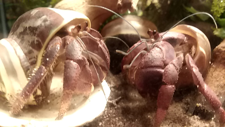 Close-ups of two purple pincher hermit crabs in semi-pearlescent shells
