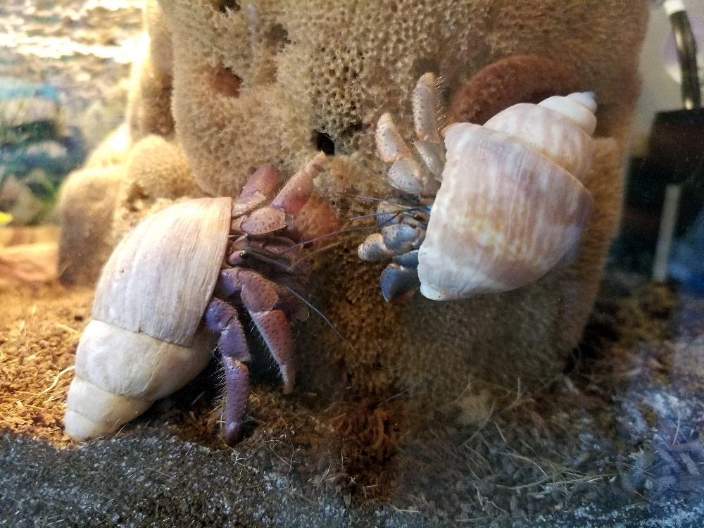 Two hermit crabs on a large sponge