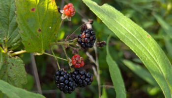 Photo of wild blackberries in different ripening stages