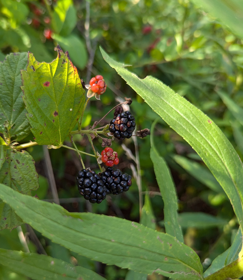 Photo of wild blackberries in different ripening stages